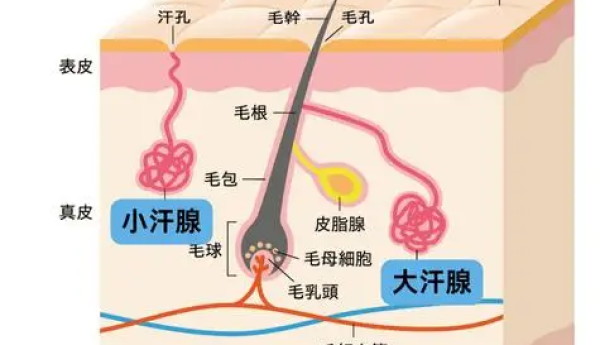 10 岁孩子有狐臭怎么办？儿童止汗产品怎么选？安全有效才是关键